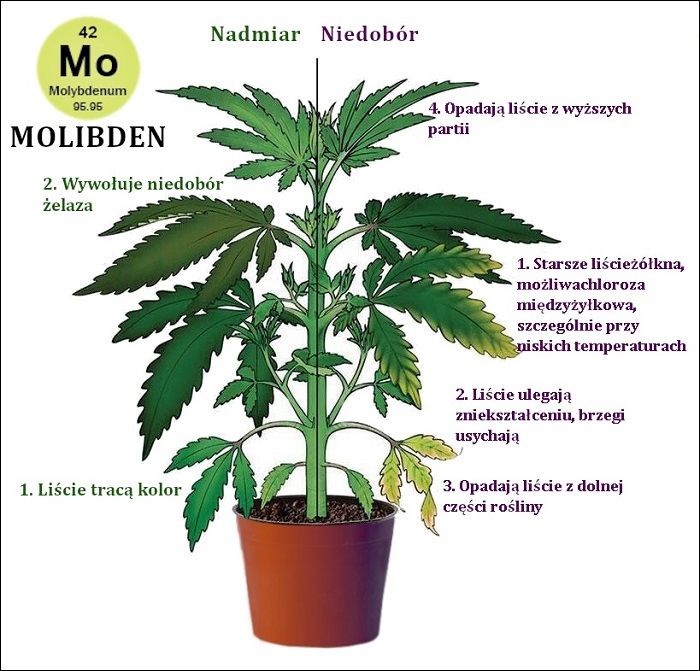 niedobór molibdenu w uprawie marihuany