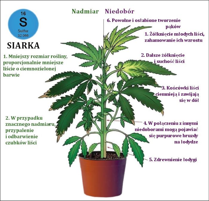 Niedobór siarki w uprawie marihuany
