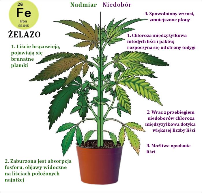 objawy nadmiaru i niedoboru zelaza w uprawie marihuany