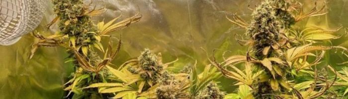 Big Bud