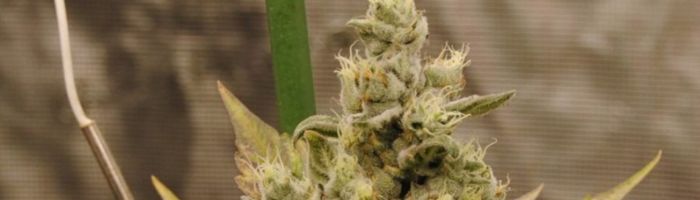 Bruce Banner