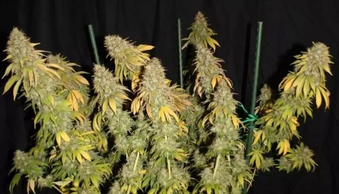 odmiany konopi do ScrOG