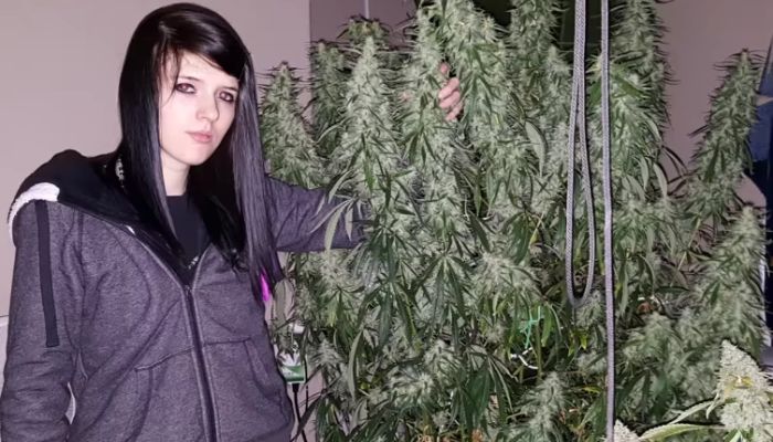 Grow Pot Chepaly marihuana