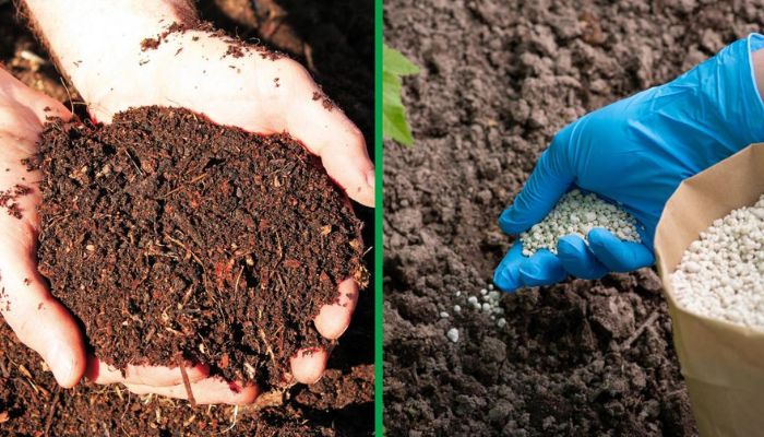 Organiczne i chemiczne nawozy do konopi