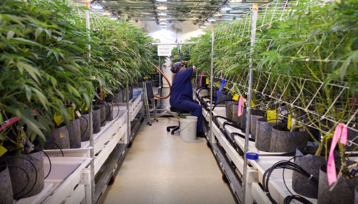 marihuana medyczna indoor