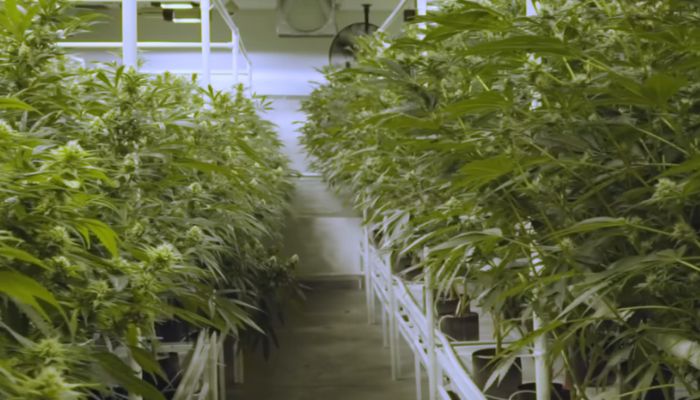 marihuana medyczna indoor