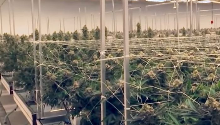 największa na świecie plantacja konopi uprawianych w systemie outdoor