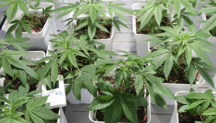 podlewanie marihuany w growboxie