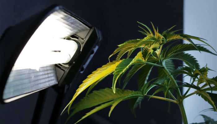 poparzenie roślin marihuany przez lampy