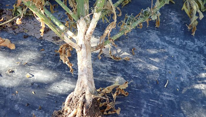 Pythium konopi