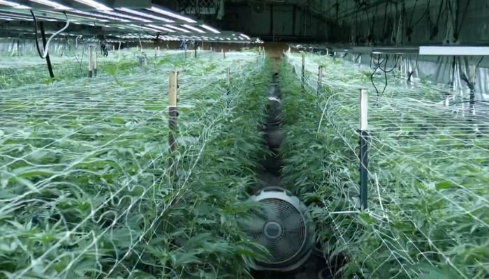 Plantacje konopi na cele rekreacyjne
