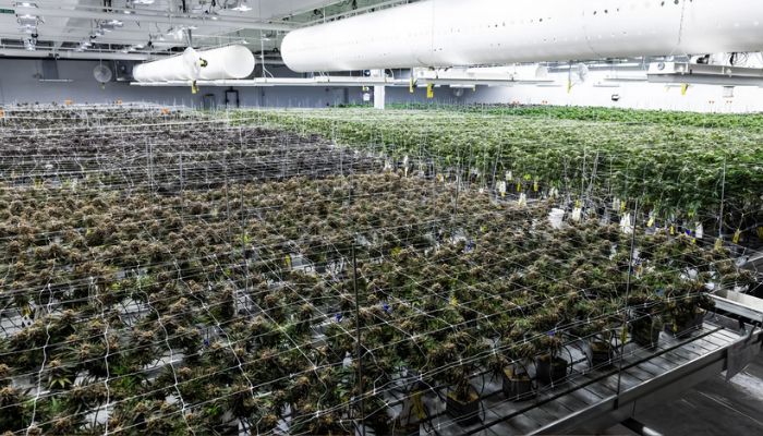 Plantacje konopi na cele rekreacyjne