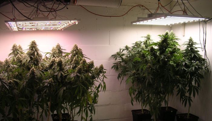 rośliny konopi w growboxie