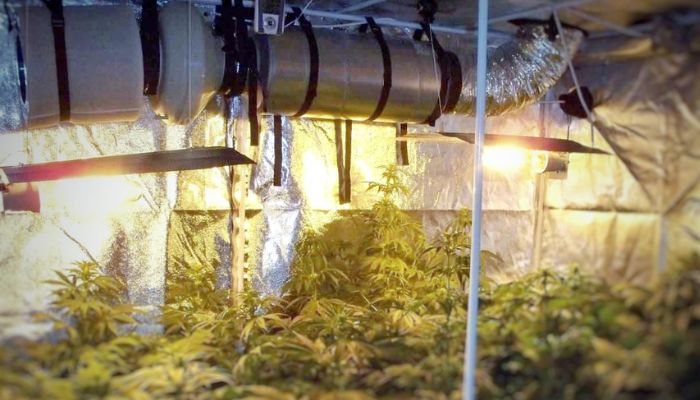 rośliny marihuany w growboxie