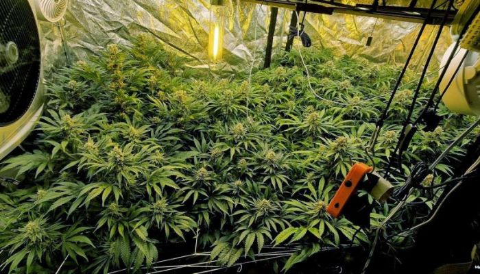 rośliny marihuany w growboxie