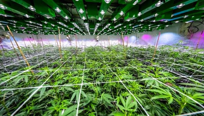 marihuana medyczna indoor