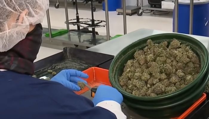 największa na świecie plantacja konopi uprawianych w systemie outdoor