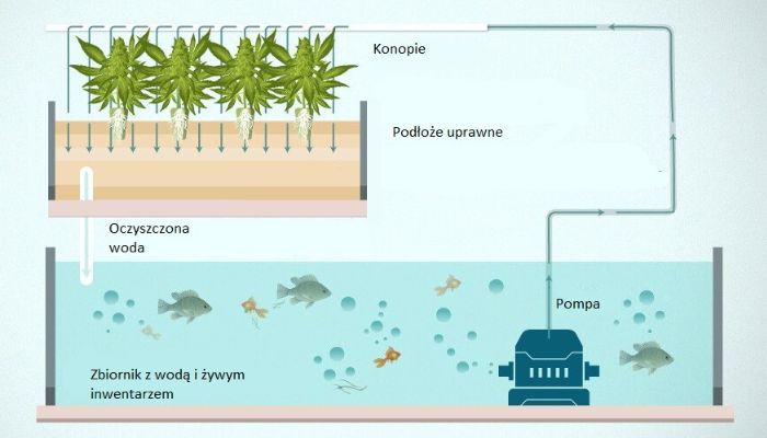 schemat systemu aquaponicznego