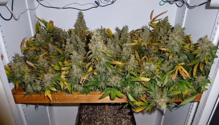 ScrOG