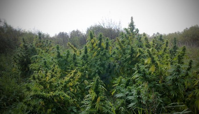 spot outdoor