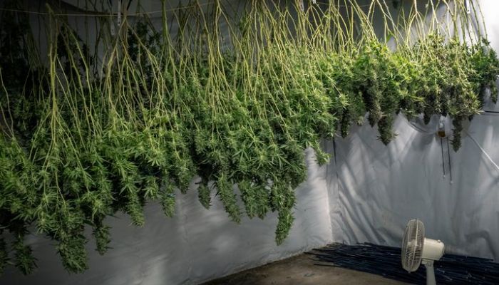 suszenie topów konopi