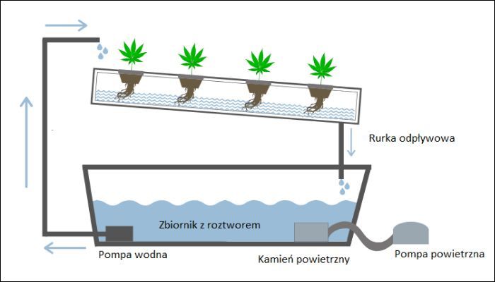 System hydroponiczny NFT – budowa i skład