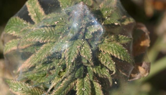 Szkodniki na plantacji hydroponicznej