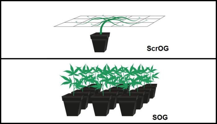 technika SOG i ScrOG