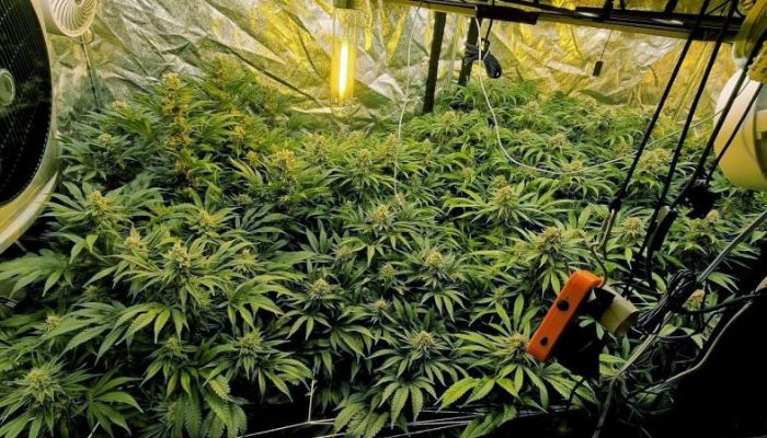 growbox i uprawa konopi