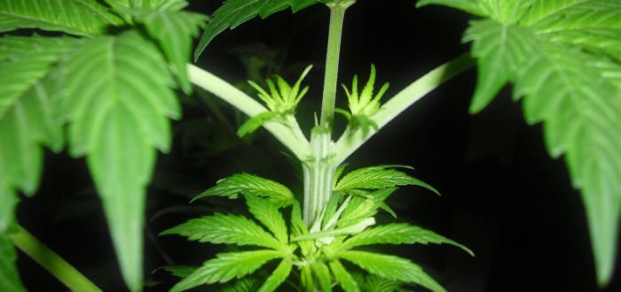 topping konopi