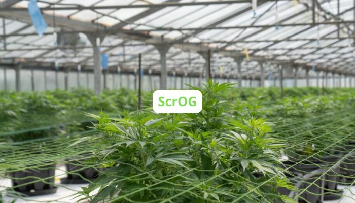 trening scrog w uprawie marihuany