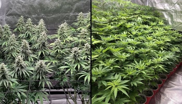 technika sog i scrog