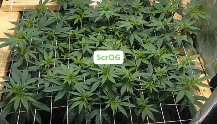 trening scrog w uprawie marihuany