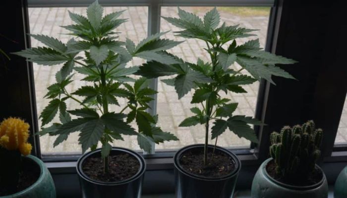 Uprawa konopi indyjskich na parapecie bez lampy