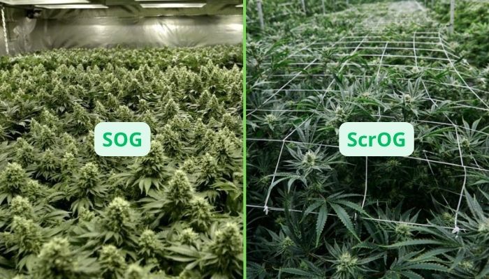 Uprawa oraz trening ScrOG i SOG