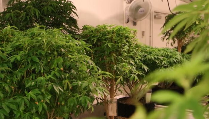 Plantacje konopi na cele rekreacyjne