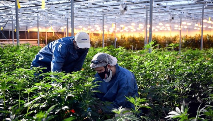 Plantacje konopi na cele rekreacyjne