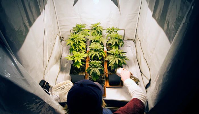 uprawa konopi w growboxie