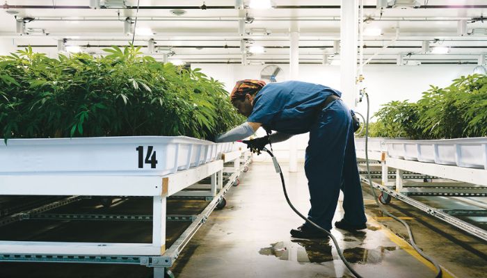 marihuana medyczna indoor