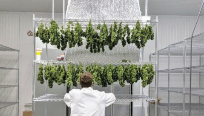 Plantacje konopi medycznej typu indoor