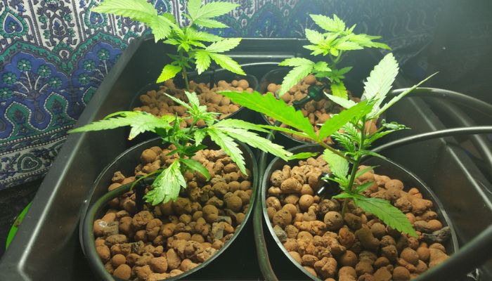 systemy do wickingu hydroponiczne