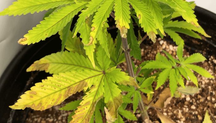 defekty roślin spowodowane nadmiernym nawożeniem