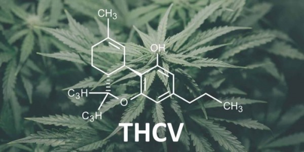 Co to jest THCV i jak różni się od THC?
