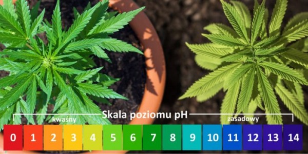 Zrozumienie pH i jego roli w uprawie roślin konopi