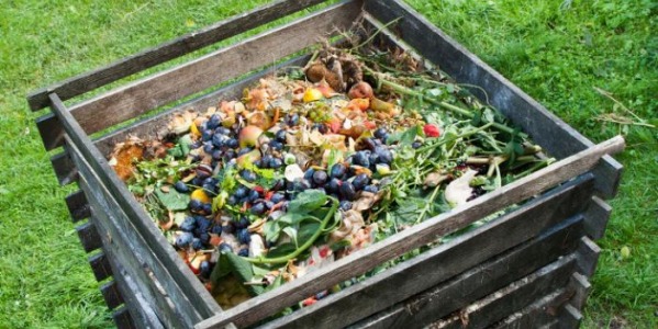 Jak zrobić własne nawozy organiczne do konopi
