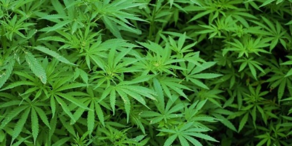 Dlaczego marihuana nie chce zakwitnąć? co zrobić, przyczyny