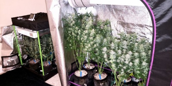 Ile roślin marihuany zmieści się na 1m2 w growboxie?