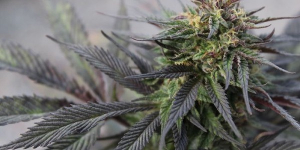 10 najlepszych odmian sativa