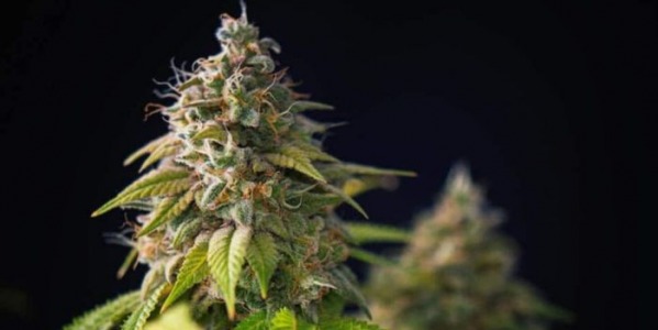 10 najlepszych odmian marihuany indica