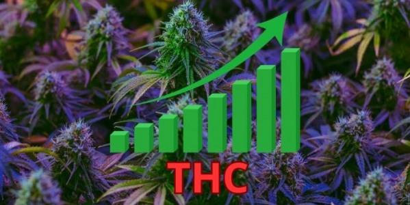 10 najlepszych odmian o wysokiej zawartości THC